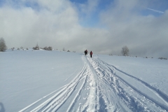 Die-Wilde_01